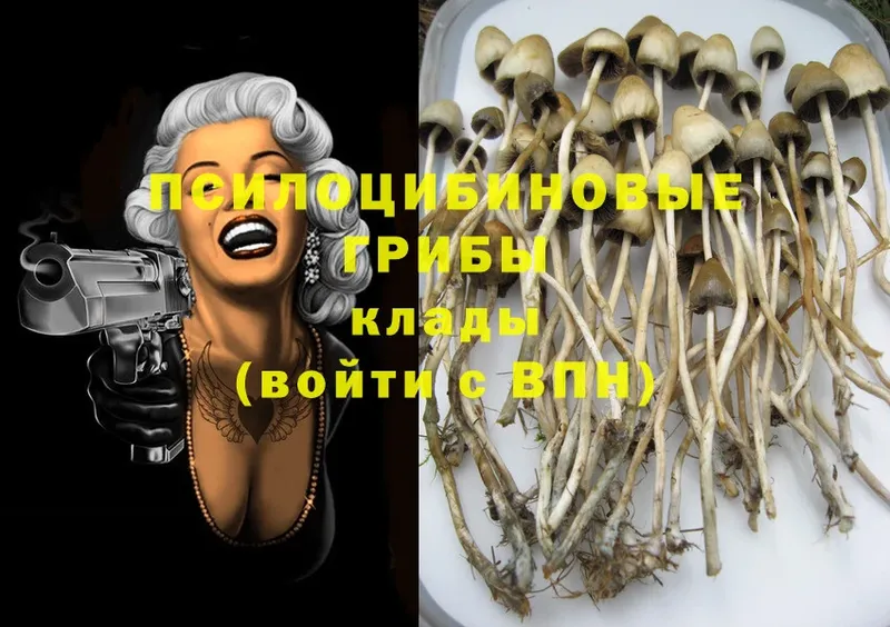 кракен как войти  как найти наркотики  Тырныауз  Галлюциногенные грибы Psilocybe 